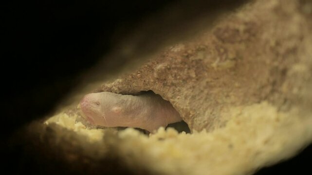 Mole-rat navigating tunnels in its natural underground habitat