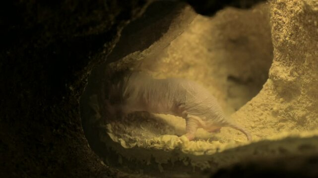 Mole-rat digging its burrow tunnel using sharp incisors