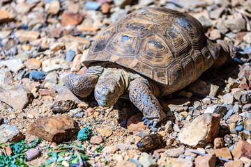 A turtle is walking on a rocky surface