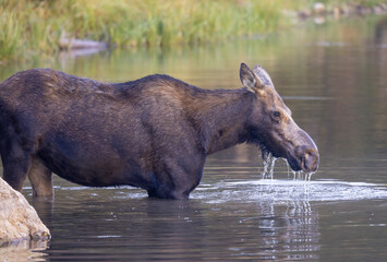 Cow Moose in Wyoming in Autumn