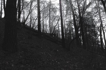 Slope in a pine forest, broken trees, winter atmospheric forest, dark horror atmosphere, fantastic landscape, after the storm