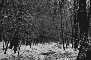 Snow covered branches in the woods, Winter atmospheric black metal forest, dark horror atmosphere,...