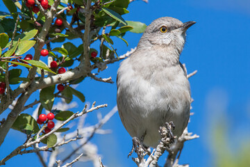 Closeup of a Bendires Thrasher in a Yaupon Holly