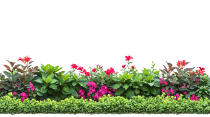 A vibrant wall of colorful flowers from a garden, showcasing a variety of blooms like roses, daisies, and tulips isolated on transparent background