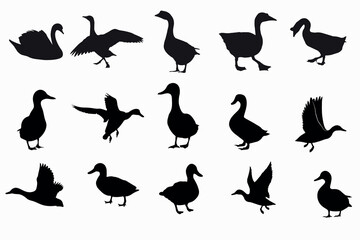 Duck illustration vector