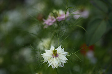 Detailed view of a white flower with intricate petals and fine foliage, softly blurred background with natural tones.