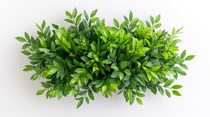Obraz premium Lush green foliage arrangement, overhead view.