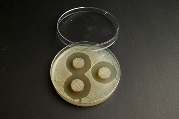 bacteria antagonism activity on agar