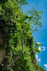 A rocky cliffs covered in lush green vegetation at Khao Chakan, Sa Kaeo, Thailand