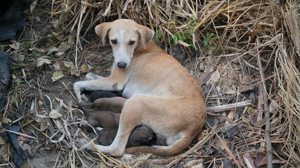 a bitch feeding her puppies