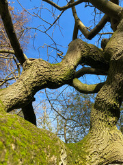 A close-up of twisted tree branches