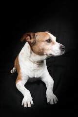 A mixed-breed dog on a black background, showcasing its unique features and expressive eyes