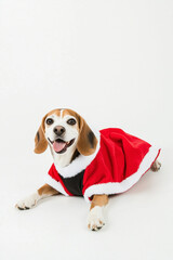 Full body shot of Beagle dog, lying down, smiling. Wearing Christmas costume.