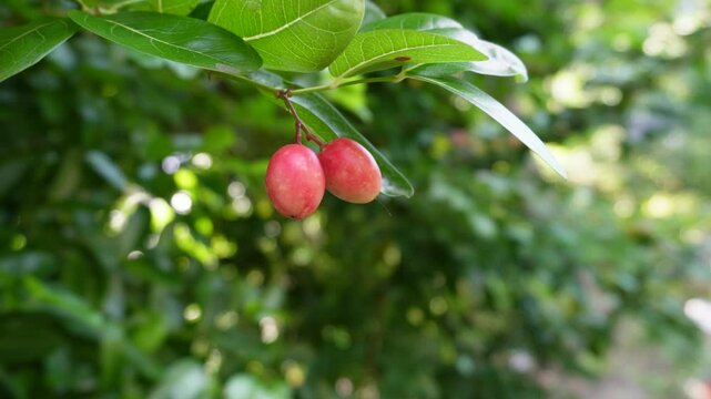 Carissa carandas which is also known as wild blood fruit, karonda and koromcha which is eaten fresh or used in cooking or made fruit juice