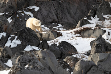 Polar bear walking along the rocky shoreline of Hudson Bay