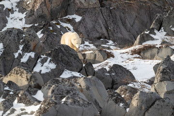 Polar bear walking along the rocky shoreline of Hudson Bay