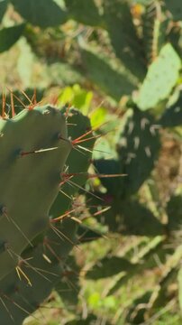 A woman&rsquo;s finger touches the needle of a cactus, pricks it painfully and withdraws her hand