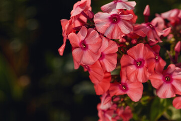 Pink phlox flowers with vivid petals and magenta centers, captured against a dark background.