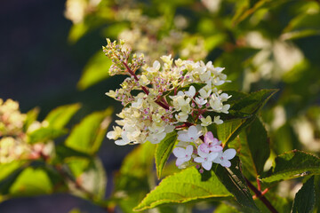 White and pink hydrangea flower cluster glowing in sunlight with green foliage background.