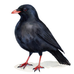 Fototapeta premium Detailed Illustration of a Chough Bird with Glossy Black Feathers and Red Legs