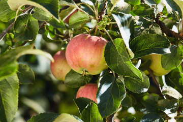 Close-up of ripe apples hanging from a tree branch with green leaves in an orchard.