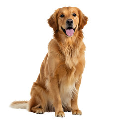 A golden retriever dog sitting attentively. png isolated background. transparent background.