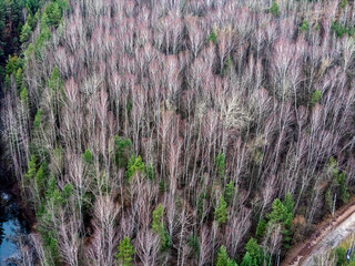 Jaworzno, Polska, krajobraz atrakcyjnych okolic miasta z pięknymi lasami i krystalicznie czystymi jeziorami