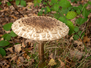 Parasol mushroom among fallen leaves and blackberry leaves