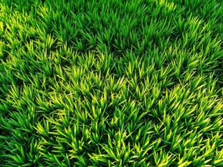 Fototapeta premium Lush green grass, perfectly manicured lawn, vibrant emerald hue, horizon, environment