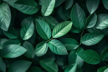 Fototapeta premium A close-up view of various green leaves, showcasing their rich textures and colors.