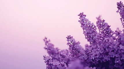 Fototapeta premium Deep purple lilacs against a soft lavender sky, panoramic shot, Minimalist style