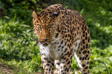 Amur leopard on the prowl 