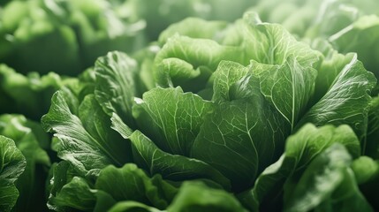 Close-up of fresh green lettuce leaves.