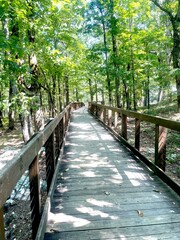 Wooden boardwalk in forest with sunlight