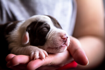 A cute sleeping puppy in a hand, showcasing innocence and warmth, evokes joy and companionship