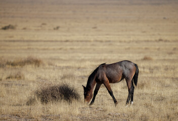 Wild Horse in Autumn in the Utah Desert