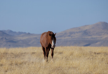 Obraz premium Wild Horse in Autumn in the Utah Desert