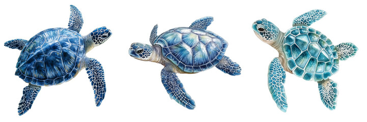  set of a sea turtle illustration isolated on a transparent background