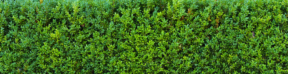 A beautiful hedge of Boxwood. Panoramic view of a Buxus plant. Seamless texture of green natural background.