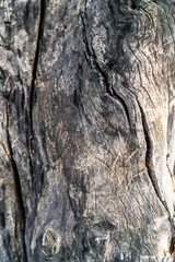 A detailed close-up of tree bark showcasing its intricate texture and natural wood grain patterns. The image captures the weathered and aged surface of the bark, highlighting its cracks and grooves