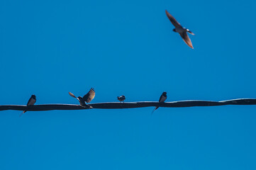 Groupes d'oiseaux autour d'un fil électrique, trois posés, un volant et un atterrissant, ailes déployées, sur fond de ciel bleu © Pascal