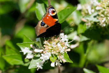 P2400136-SharpenAI-European peacock butterfly (Aglais io) sitting on a white flower in Zurich, Switzerland