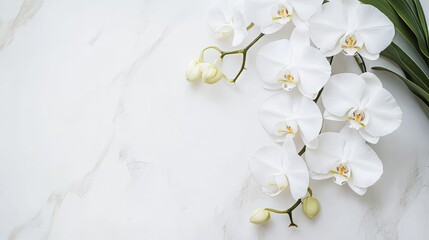 Elegant arrangement of orchids in a modern office setting, overhead shot, Minimalist style