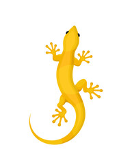 Yellow lizard gecko on a white background	