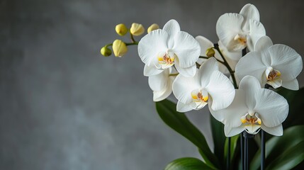 Fototapeta premium Elegant arrangement of orchids in a modern office setting, overhead shot, Minimalist style