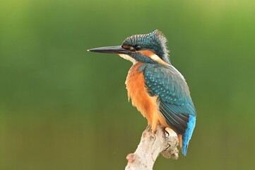 Common kingfisher Alcedo atthis bird songbird wildlife nature predator cock o the north, beautiful animal mountain finch, animal, bird watching ornithology, flower bud fauna wildlife Europe