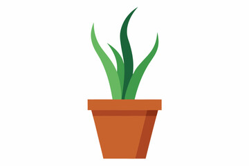 plant in a pot