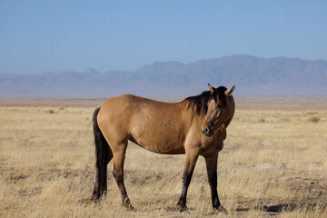 Fototapeta premium Wild Horse in Autumn in the Utah Desert