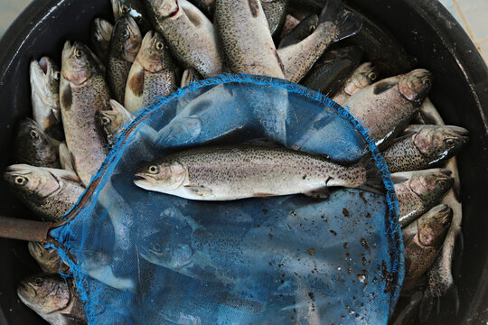 Trout in a fishing net. Waiting for quality inspection at Doi Inthanon Highland Fisheries Research Unit Chiang Mai Province, Thailand 