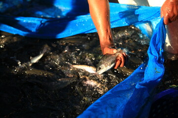 Obraz premium Breeding officer Catch trout to check quality. before being sold At the Doi Inthanon Royal Project in Chiang Mai Province, Thailand 